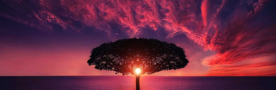 אוֹרֵחַ Cover Image